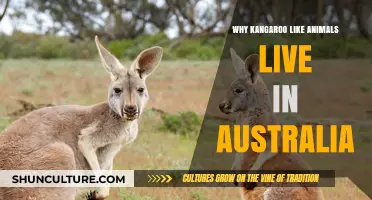 Why Australia's Unique Climate Favors Kangaroo-Like Marsupials