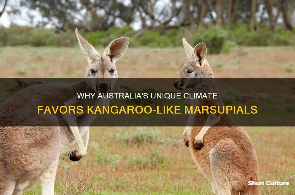 why kangaroo like animals live in australia