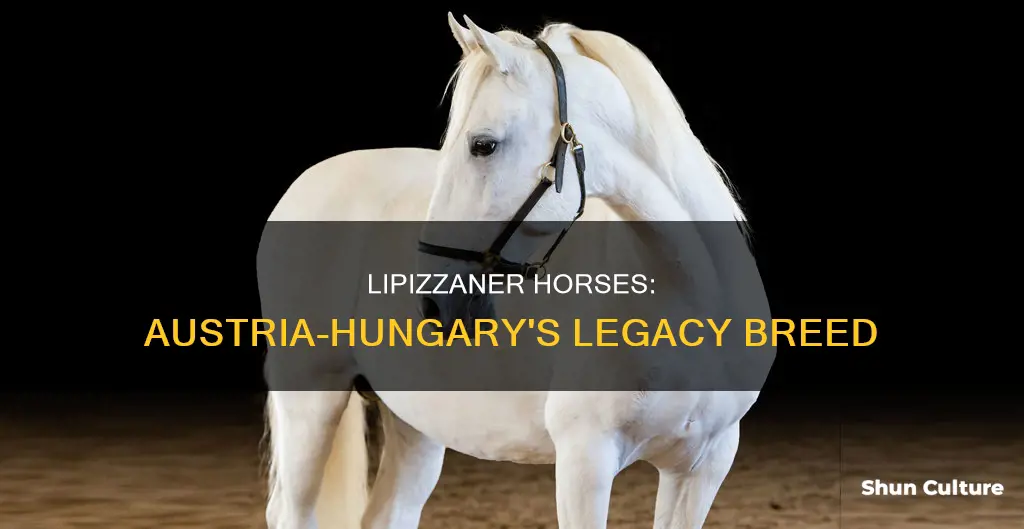 why lipizzaner horses austria hungary