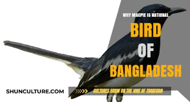 The Magpie Robin: Bangladesh's National Bird and Its Cultural Significance