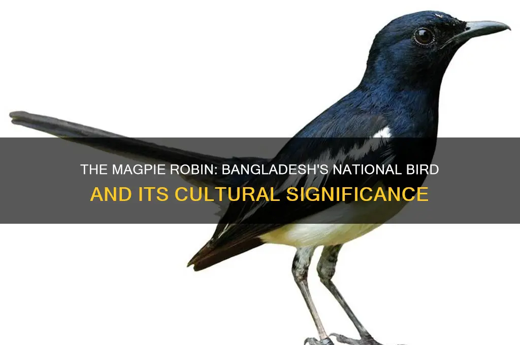 why magpie is national bird of bangladesh