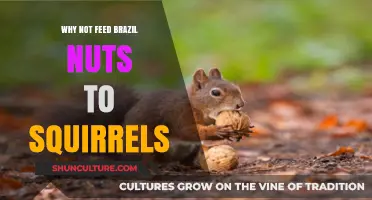 Avoid Brazil Nuts: Why They're Not Ideal for Squirrels