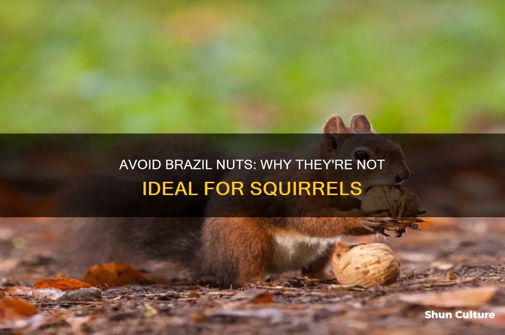 why not feed brazil nuts to squirrels
