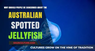 The Threat of Australian Spotted Jellyfish: What You Need to Know