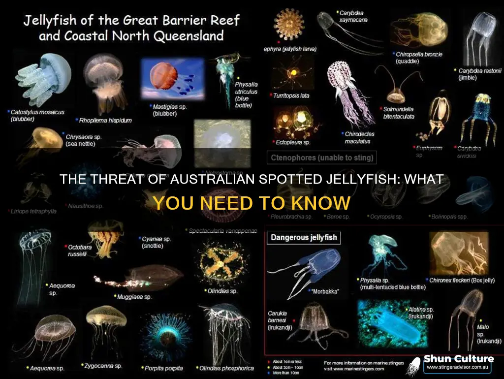 why should people be concerned about the australian spotted jellyfish