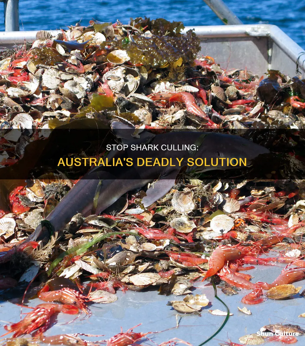 why should shark culling be banned in australia
