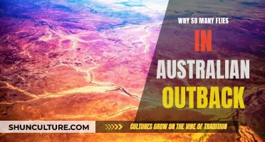 The Australian Outback's Fly Plague: Why So Many?