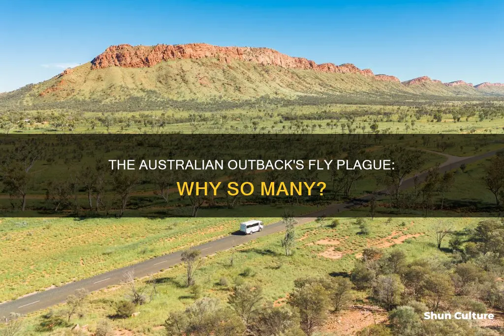 why so many flies in australian outback