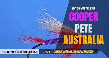 Flies Plague Cooper Pete, Australia: Why So Many?
