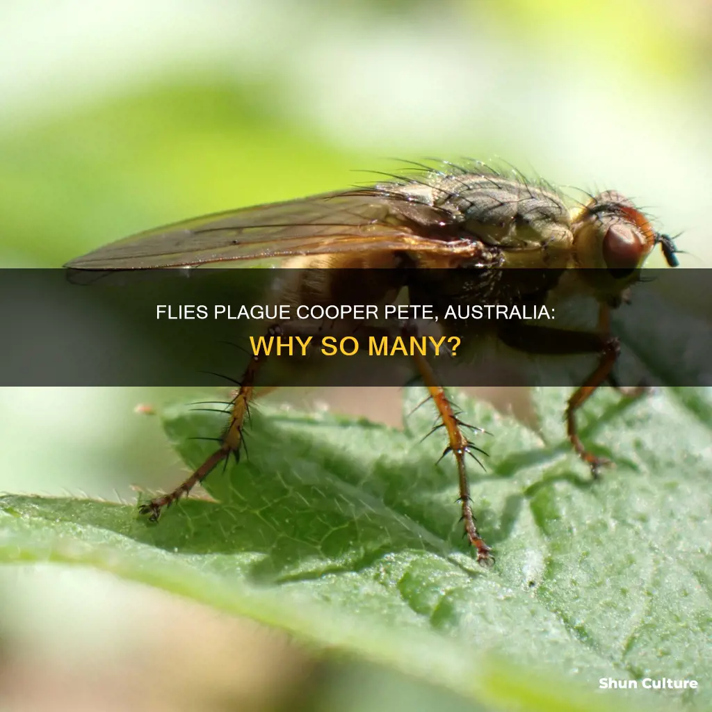 why so many flies in cooper pete australia
