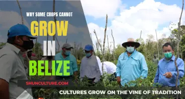 Belize's Agricultural Challenges