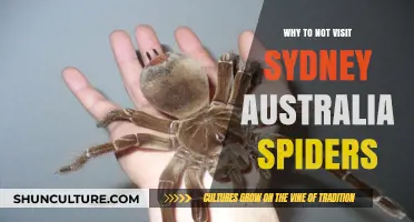 Avoid Sydney: Australia's Spider Haven and Why You Should Stay Away