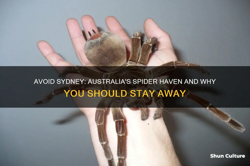 why to not visit sydney australia spiders