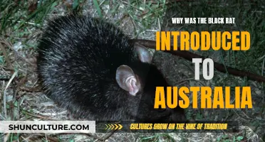 Black Rat Invasion: Australia's Unwanted Guest