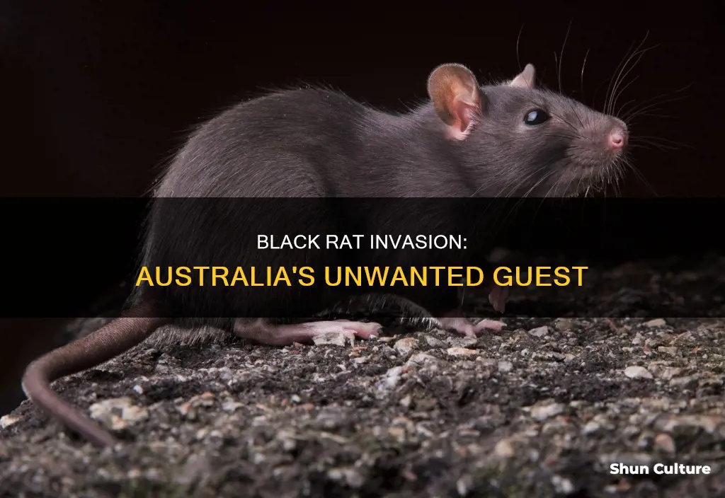 why was the black rat introduced to australia