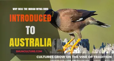 Invasion of Indian Mynas: Australia's Unwanted Guests
