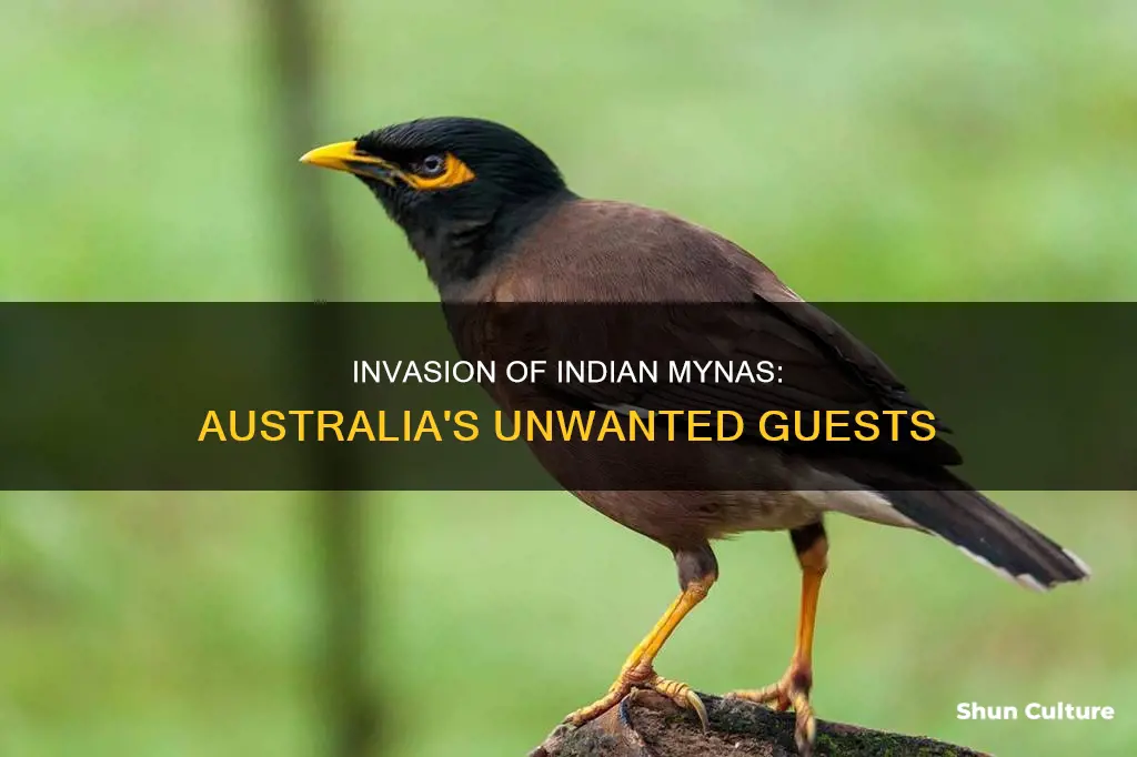 why was the indian myna bird introduced to australia