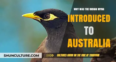 Invasion of Indian Mynas: Australia's Unwanted Guests