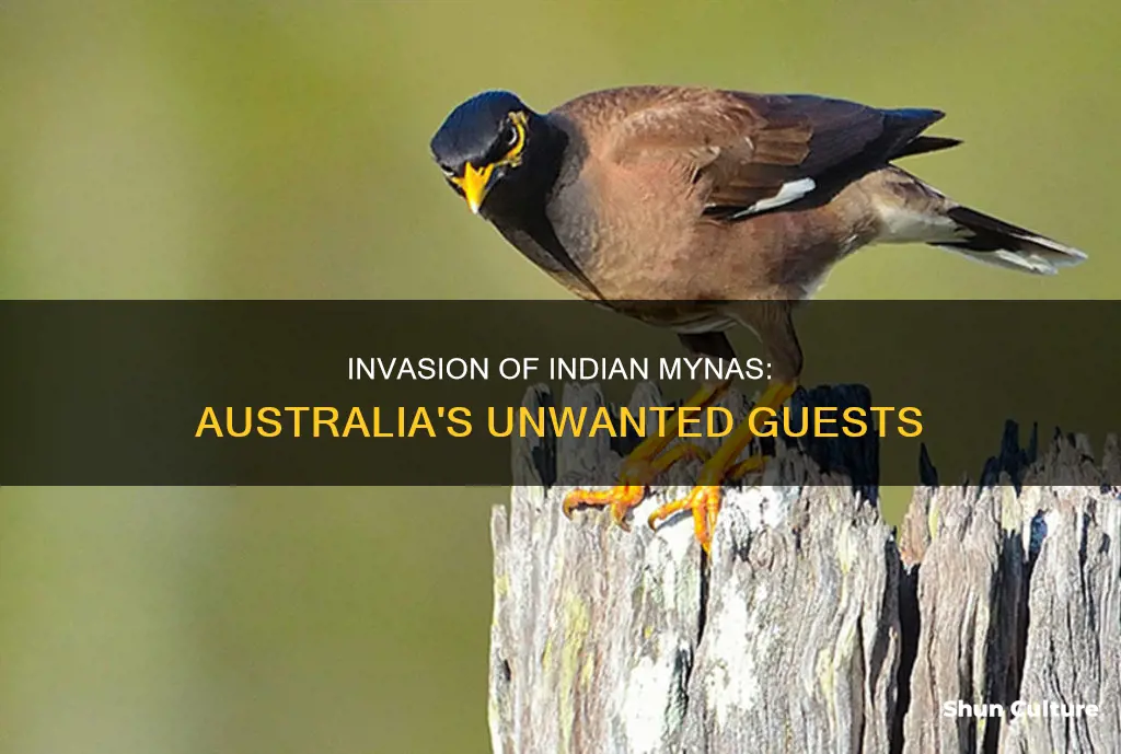 why was the indian myna introduced to australia