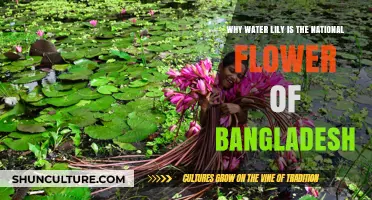 Water Lily: Bangladesh's National Flower Symbolism and Cultural Significance