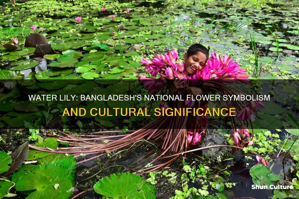 why water lily is the national flower of bangladesh