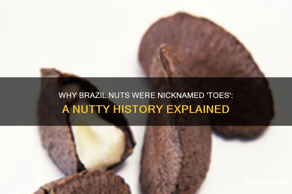 why were brazil nuts called toes