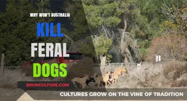 Australia's Feral Dog Dilemma: Why Not Cull?