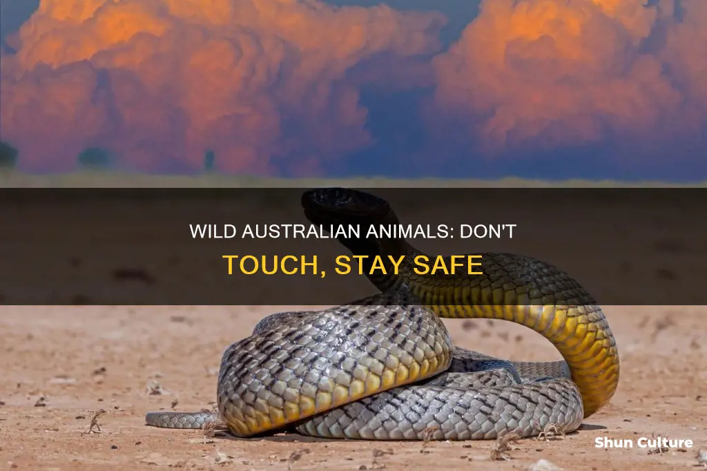 why you don t play with wild animals in australia