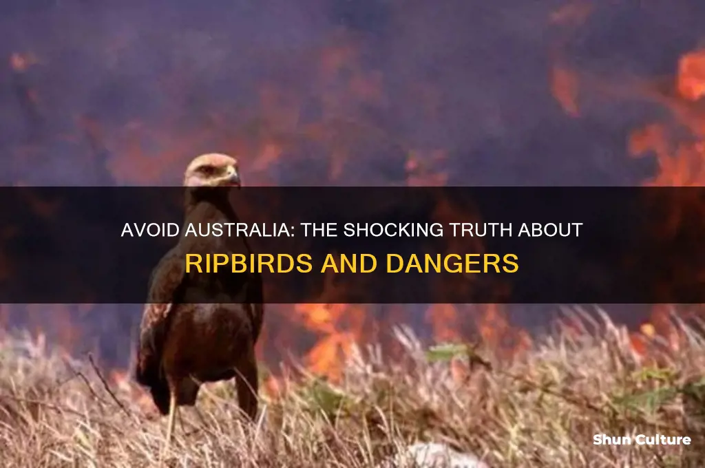 why you should never go to australia ripbird