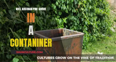 Austrian Pine: Container Gardening Success