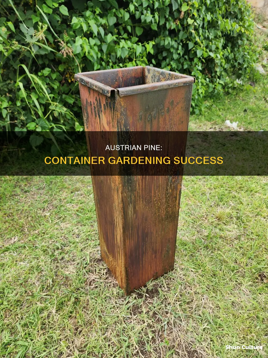 will austrian pine survie in a contaniner