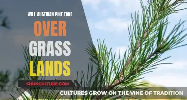 Pine Encroachment: Austrian Pine's Grassland Takeover