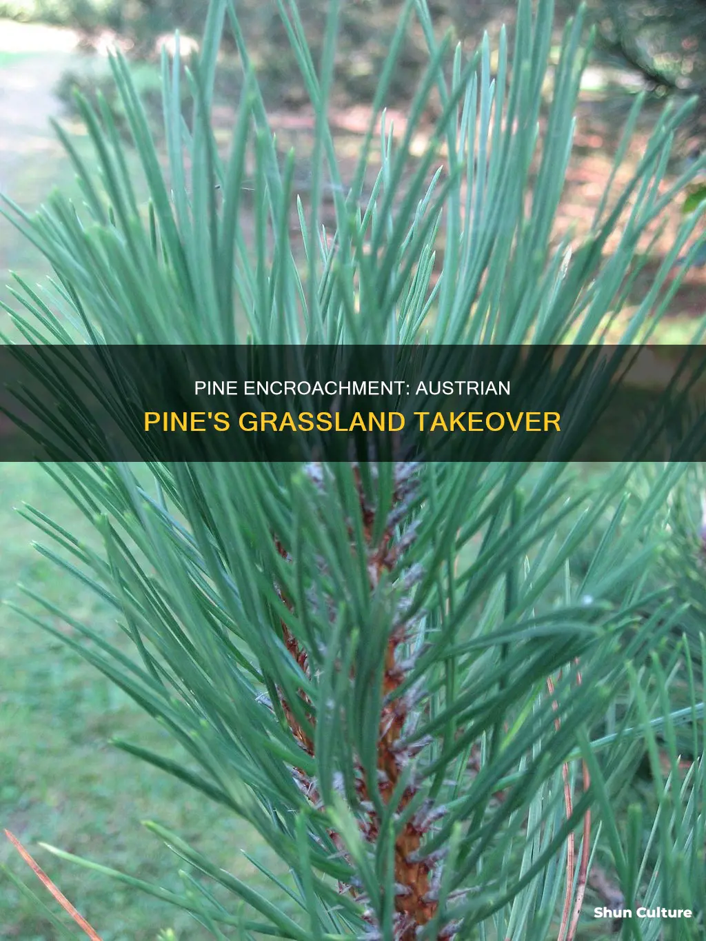 will austrian pine take over grass lands