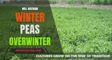 Austrian Winter Peas: Overwintering and Spring Success