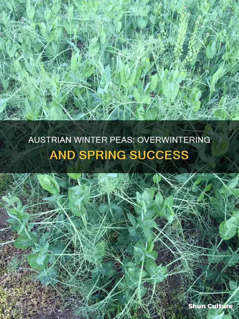 will austrian winter peas overwinter