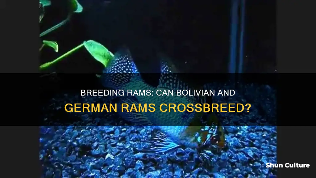 will bolivian and german rams cross breed