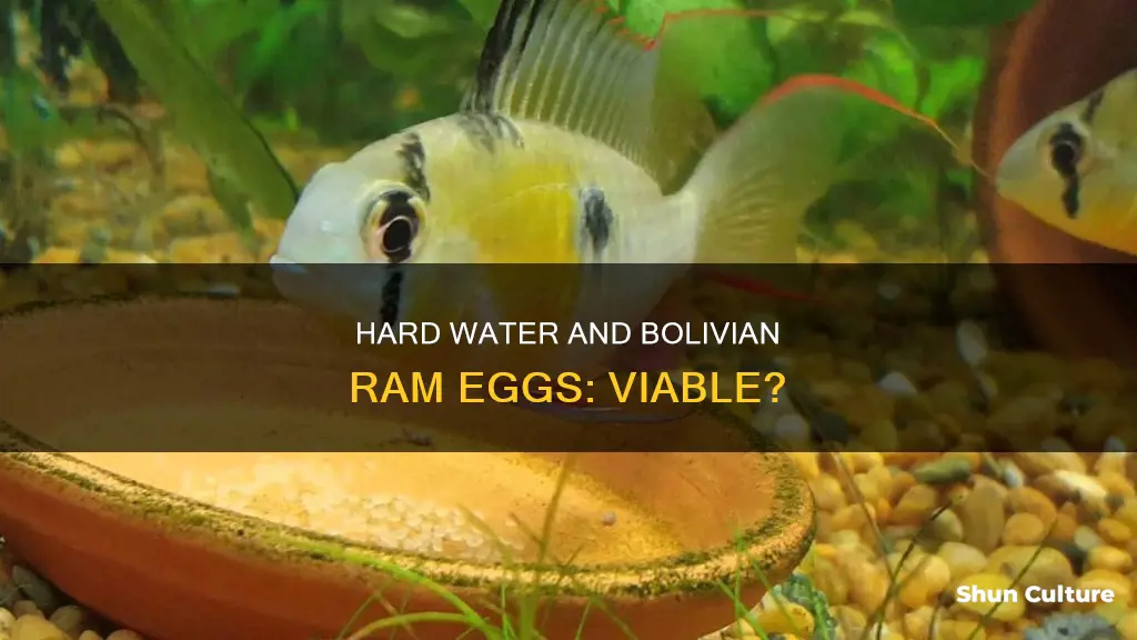 will bolivian ram eggs be viable in hard water