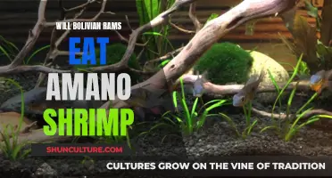 Do Bolivian Rams Eat Amano Shrimp?