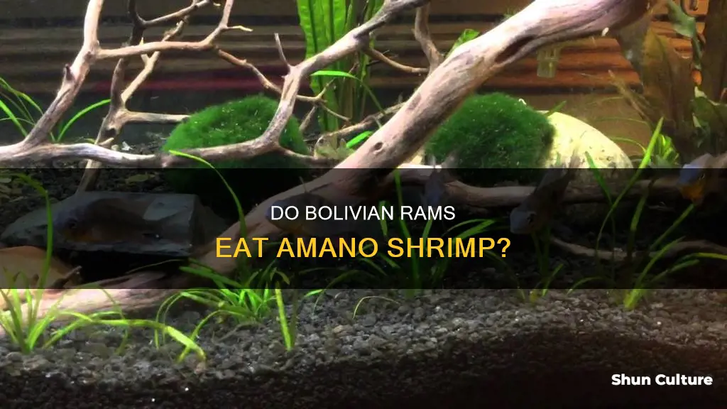 will bolivian rams eat amano shrimp