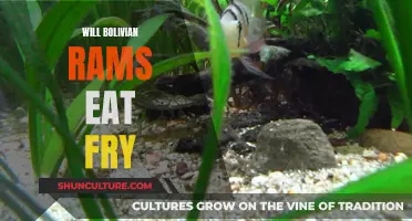 Bolivian Rams and Their Appetite for Fry Explained