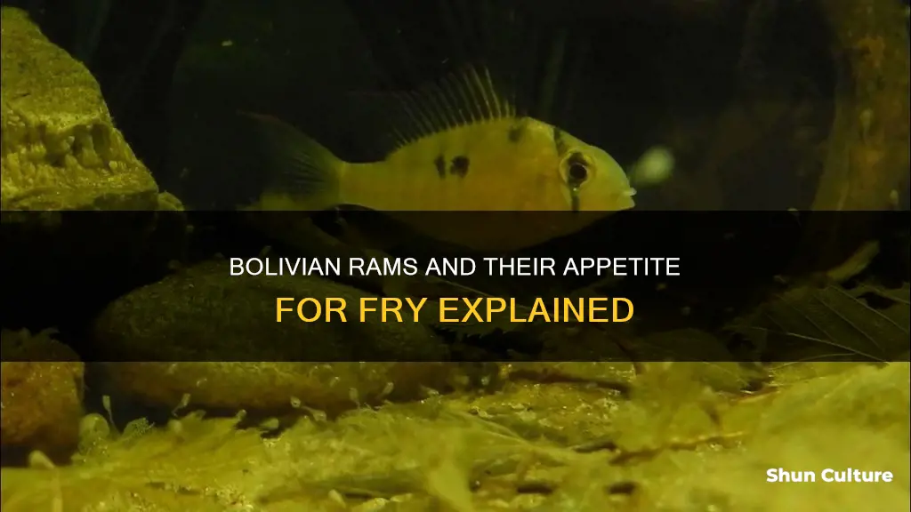 will bolivian rams eat fry