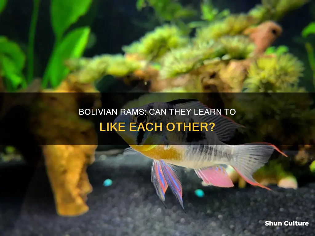 will bolivian rams eventually like each other