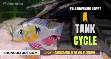 Bolivian Rams: Tank Cycle Survival Guide