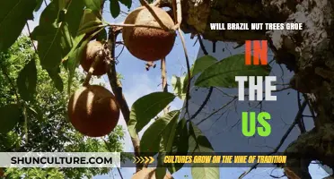 Can Brazil Nut Trees Thrive in US Climates? Exploring Growth Potential