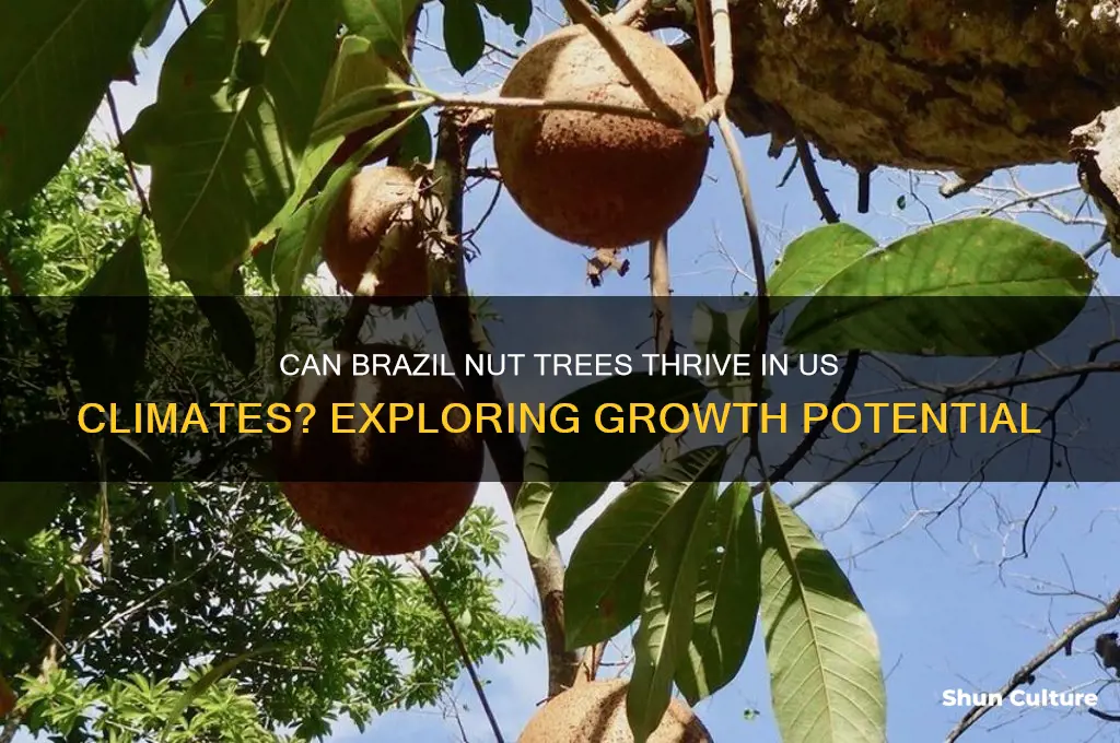 will brazil nut trees groe in the us