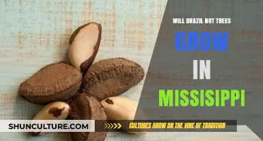 Can Brazil Nut Trees Thrive in Mississippi's Climate and Soil Conditions?