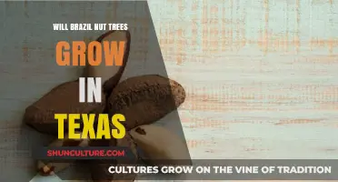 Can Brazil Nut Trees Thrive in Texas' Unique Climate?