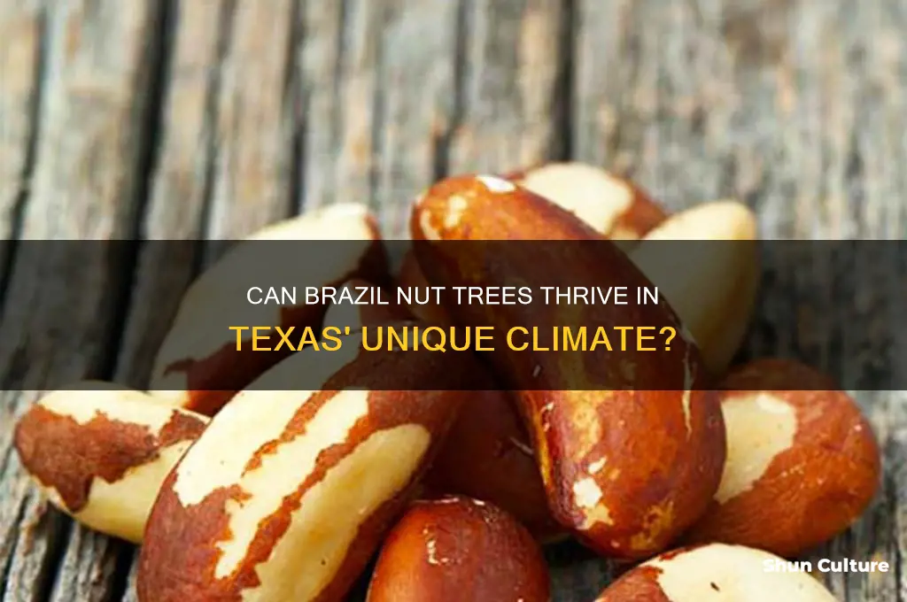 will brazil nut trees grow in Texas
