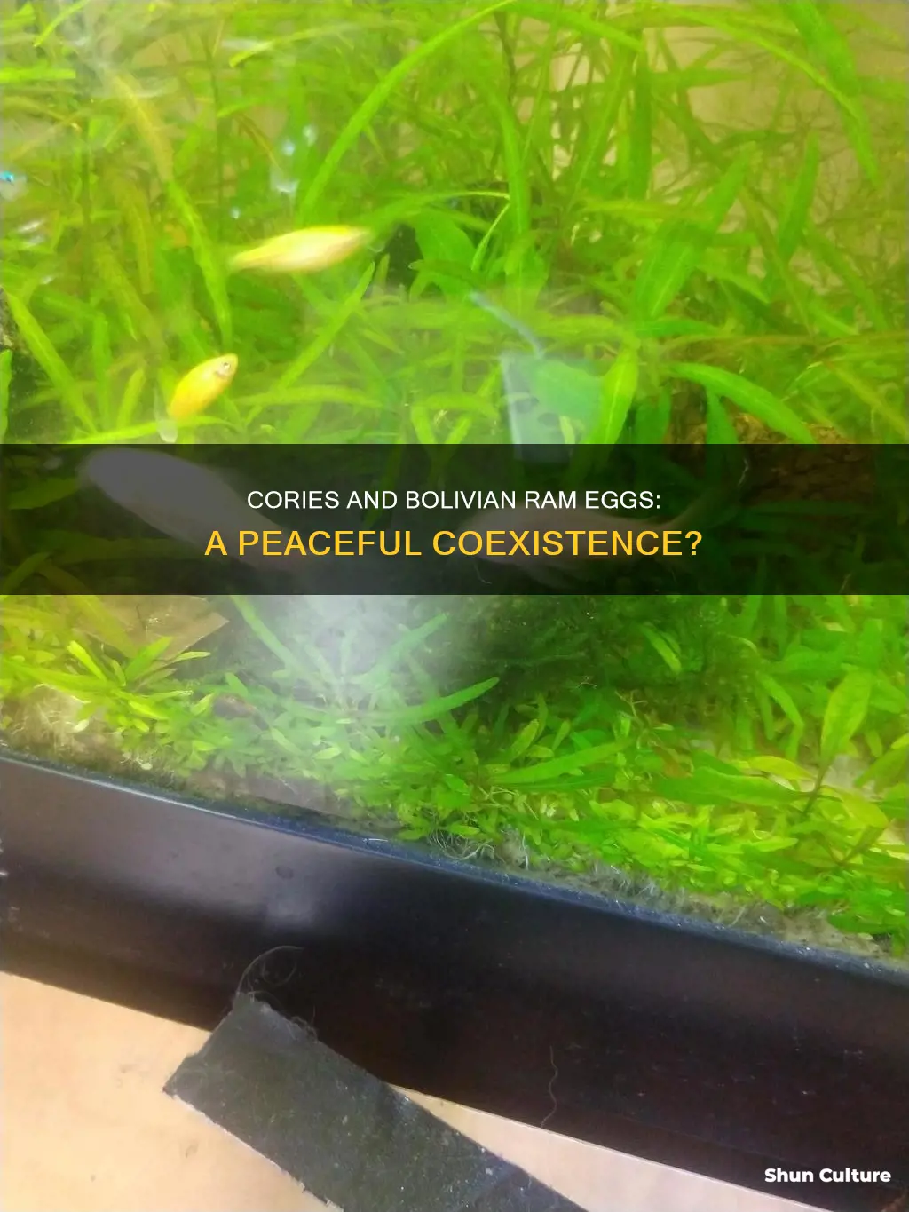 will cories eat bolivian ram eggs