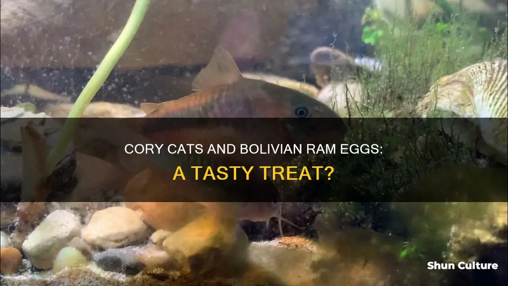 will corys eat bolivian ram eggs